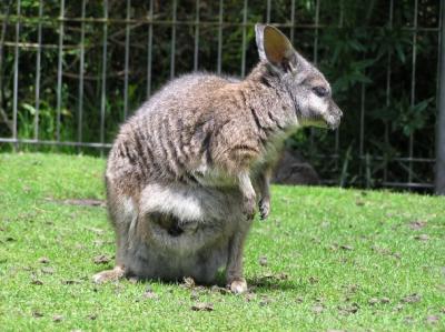 2 Wallabies.jpg