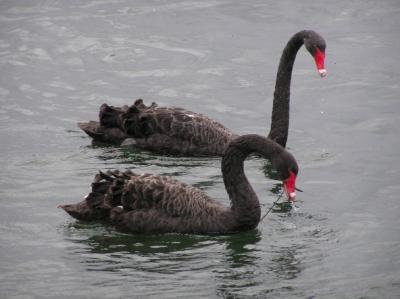 black swans.jpg