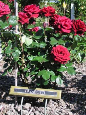 Rose - Pavarotti.jpg