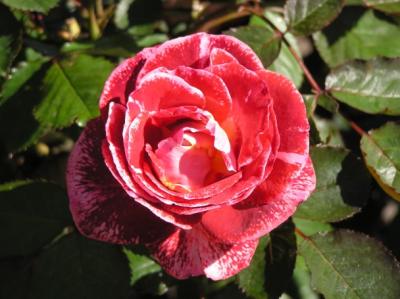 Rose 12.jpg