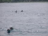 Dolphins 4.jpg