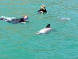 Hector Dolphins 7.jpg