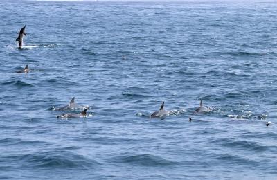 17-03-Meeting Dolphins