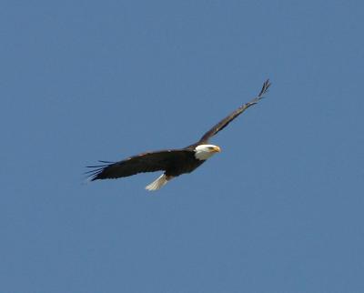 Bald eagle (Landon Bay -- Thousand Islands Parkway, Ontario)
