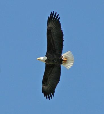 The Bald eagle, majestic in flight  [link to sound inside]
