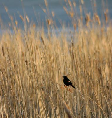 Song of the Red-winged blackbird