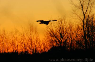 Great Gray Owl sunset