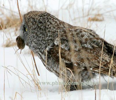 Great Gray Owl and vole catch