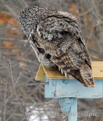 Great Gray Owl and vole in beak