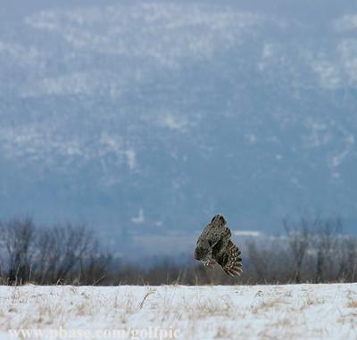 Great Gray Owl prepares to dive into snow