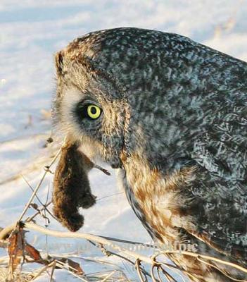 Great Gray Owl with catch