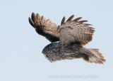 Great Gray Owl