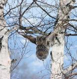 Great Gray Owl dives head first for vole