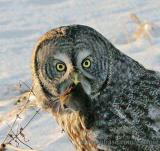 Great Gray Owl with vole