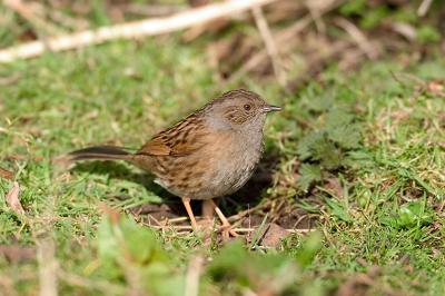 Dunnock