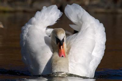 Mute Swan