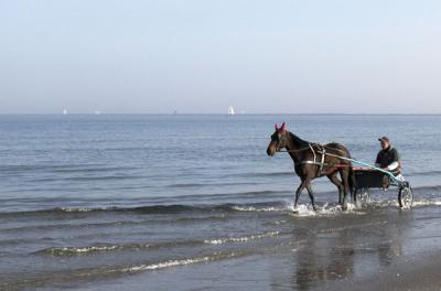 sea horse.jpg