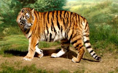 Tiger.jpg