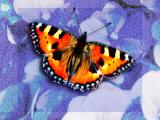 Butterfly Blue Challenge 4x.jpg