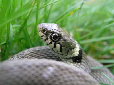 Grass Snake