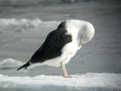 Great Black-backed 02