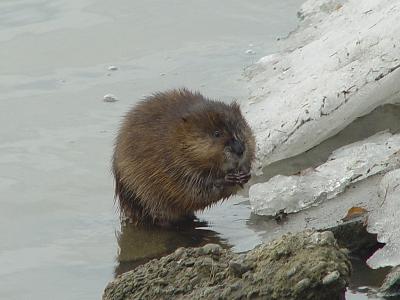 u42/grizzlyike/medium/39706071.CommonMuskrat01.jpg