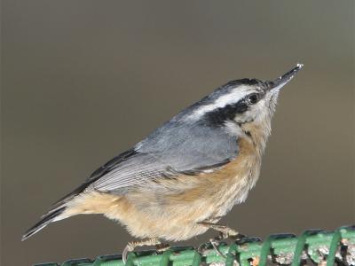 Red-breasted 01