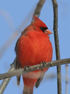 u42/grizzlyike/medium/39760651.0451NorthernCardinal02.jpg