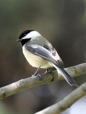 Black-capped Chickadee 01