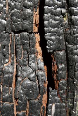 red and anthracite bark