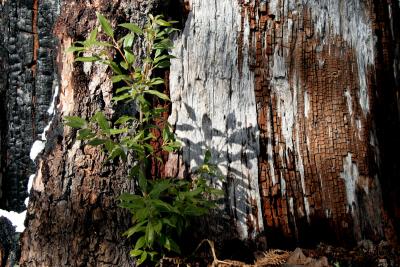 dead bark and new life
