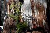 dead bark and new life