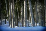 birch and snow.jpg