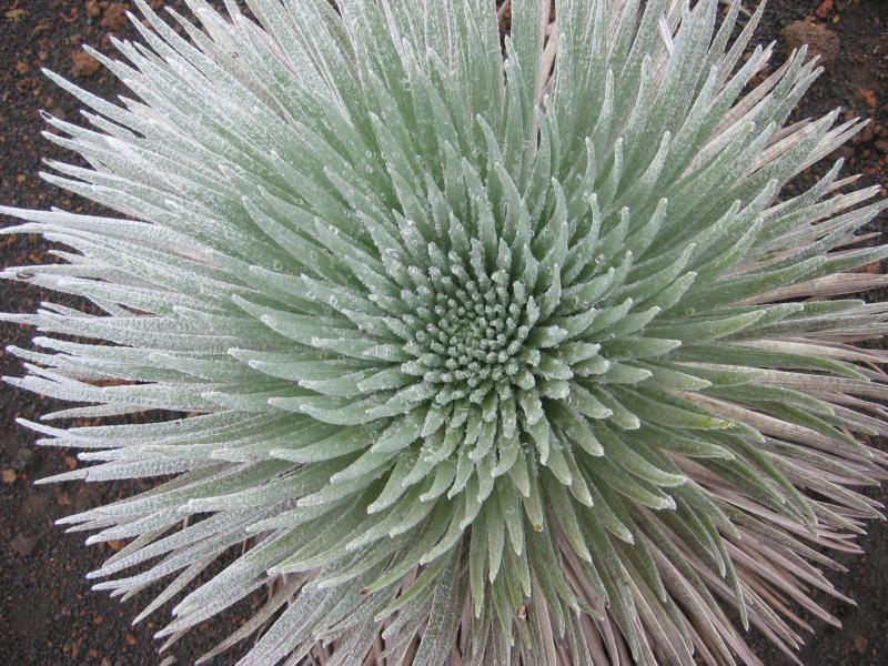 Silversword closeup