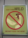 Do not feed the Nene