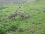 Nene with goslings