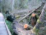 Fallen trees along the boardwalk