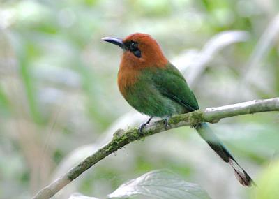 Broad-billed Motmot