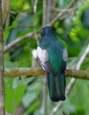 Slaty-tailed Trogon