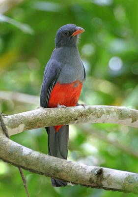 Slaty-tailed Trogon