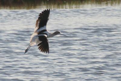 u42/gtepke/medium/34244913.040925AmericanAvocet0159.jpg