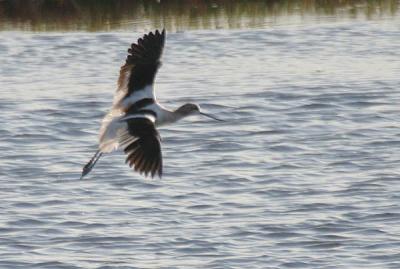 American Avocet