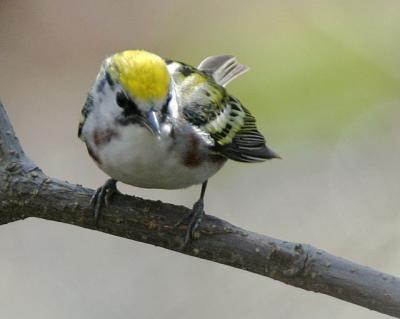 Chestnut-sided Warbler