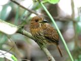 White-whiskered Puffbird