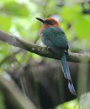 Broad-billed Motmot
