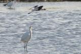 American Avocet