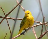 Yellow Warbler