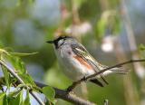 Chestnut-sided Warbler