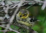 Black-throated Green Warbler