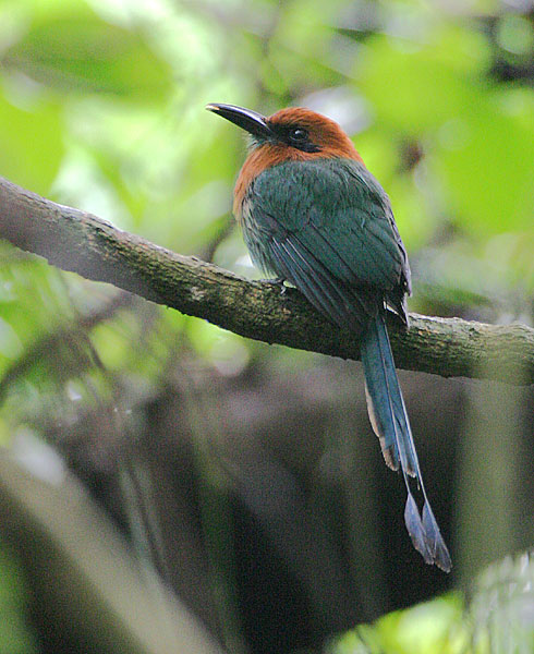 Broad-billed Motmot
